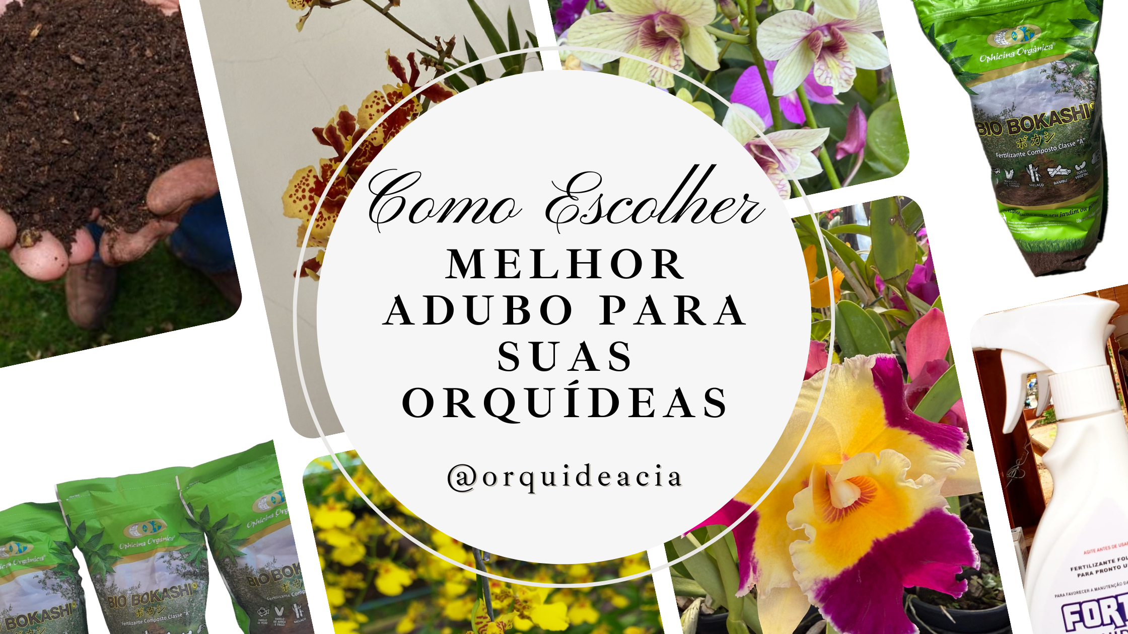 Como Escolher o Melhor Adubo para Suas Orquídeas